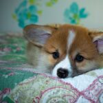 Lotus365 ID: Unlocking the Future of Digital Gaming, Betting, and Online Entertainment