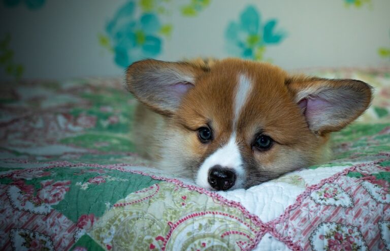 Lotus365 ID: Unlocking the Future of Digital Gaming, Betting, and Online Entertainment